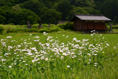 Close-up of flowering plants on field