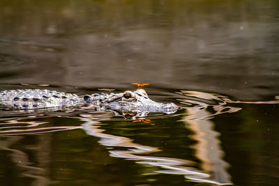 High angle view of ducks swimming in lake