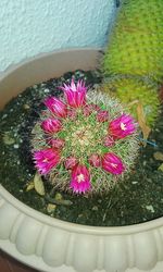 Close-up of pink flowers