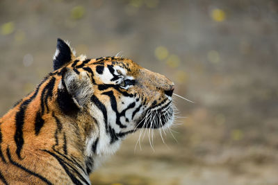 Close-up of a tiger