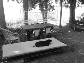 Cat relaxing on table