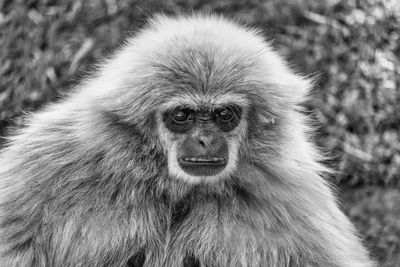 Close-up portrait of a monkey