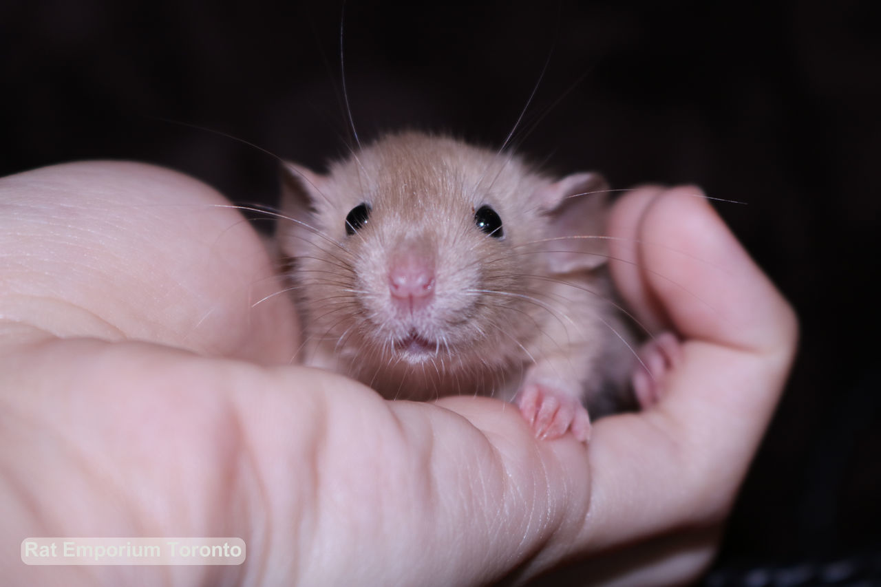 CLOSE-UP OF MAN HOLDING BABY HAND ON FINGER