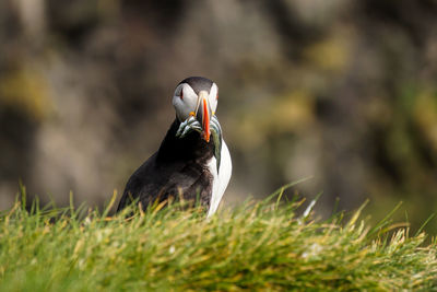 Close-up of puffin carrying saltwater eels in beak