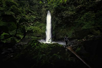 Scenic view of waterfall in forest