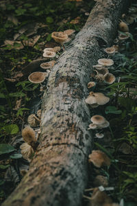 Close-up of tree trunk