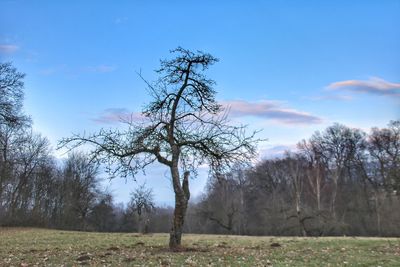 Trees on field against sky