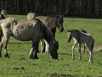 Widl horses in germany