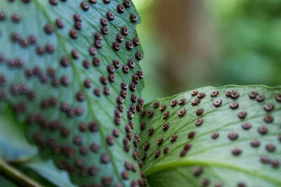 Close-up of prickly pear cactus