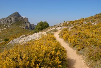 Mountain track through gorse, bernia forts walk, bernia mountain range, alicante province, spain