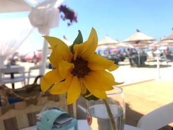 Close-up of yellow flower on table