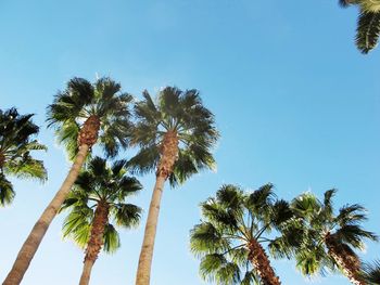 Low angle view of palm trees against blue sky