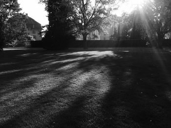 Sun shining through trees