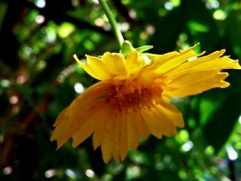 Close-up of yellow flower blooming outdoors