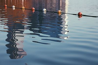 Birds in water