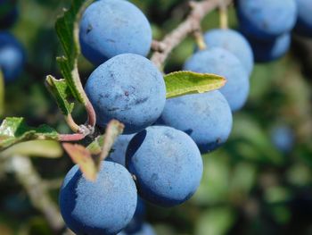 Close-up of grapes growing on tree