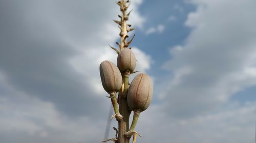 Low angle view of plant against sky