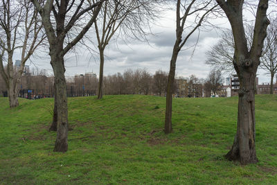 Trees on field against sky