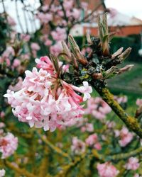 Close-up of pink cherry blossom