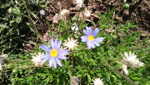 High angle view of purple flowering plants on field