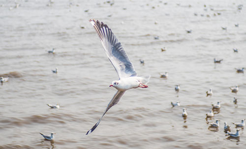 Seagulls flying over water