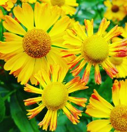 Close-up of yellow flowering plant