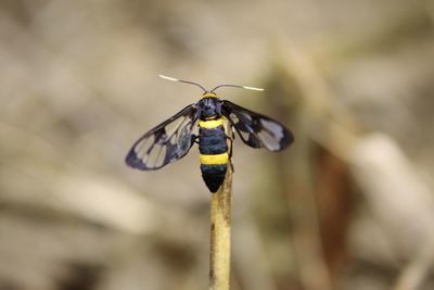 Close-up of butterfly pollinating on flower
