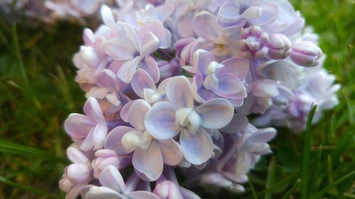 Close-up of purple flowers