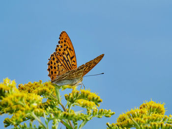 Butterfly pollinating flower