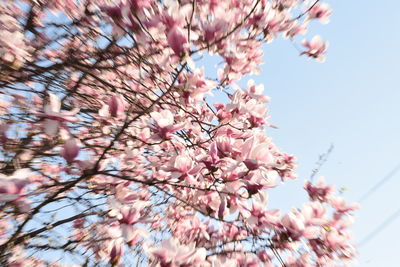 Low angle view of cherry blossoms in spring