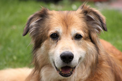 Close-up portrait of dog on field