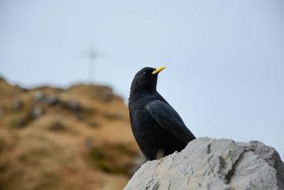 Bird perching on rock