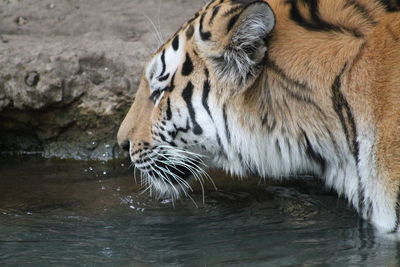 Close-up of a tiger drinking water in a lake