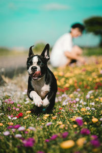Dog running on flowering field with woman in background