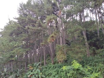 Trees in forest