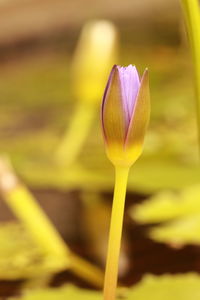 Close-up of purple crocus flower