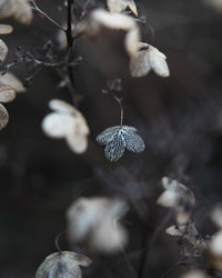 Close-up of white flowering plant