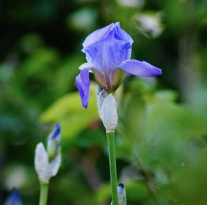 Close-up of purple iris flower on field