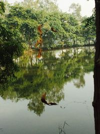 Reflection of trees in lake