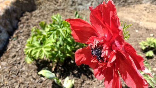 Close-up of bee on red hibiscus blooming outdoors