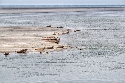 Flock of seals on beach