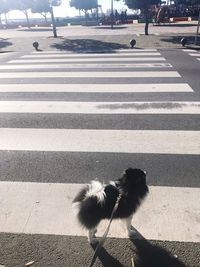 View of dog crossing street