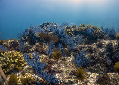 Soft coral in baja california, mexico