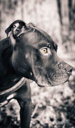 Close-up of dog looking away