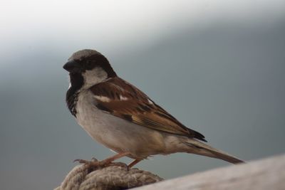 Close-up of bird perching against sky