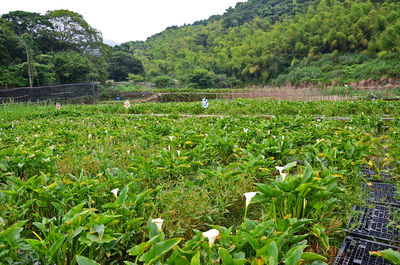 Plants growing on field