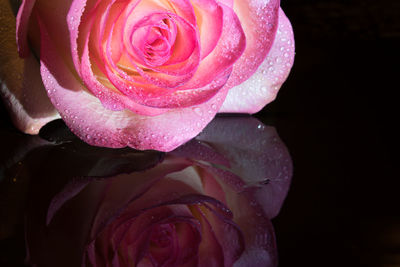 Close-up of wet pink rose