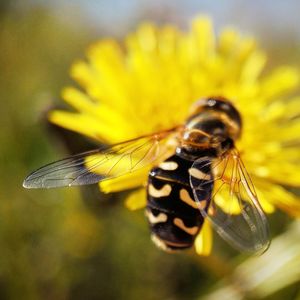 Close-up of insect on yellow flower