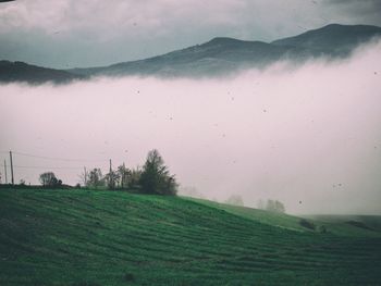 Scenic view of grassy field against sky