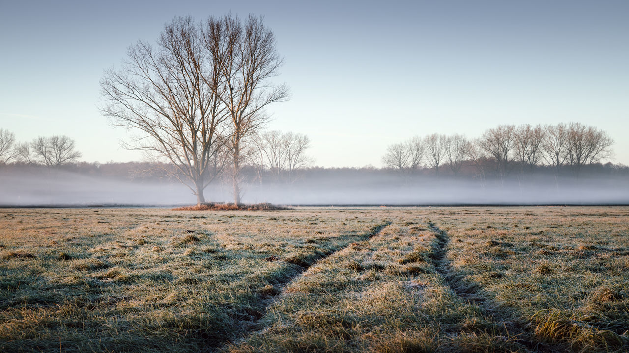 Fog on a field